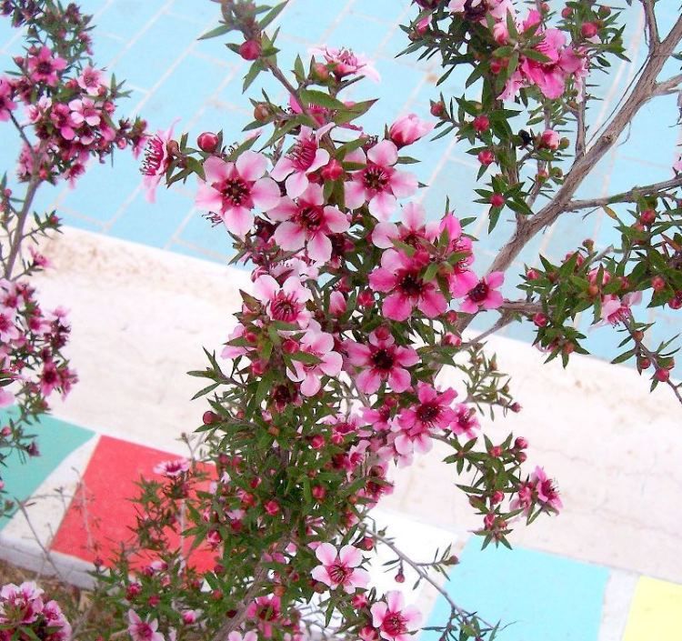 leptospermum_scoparium_3.jpg