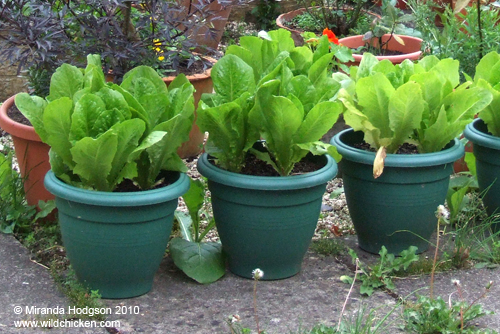 lettuce.jpg