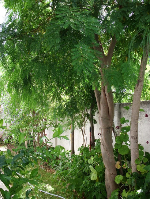 leucaena-leucoc%C3%A9phala-acacia-de-pomp%C3%B3n.jpg