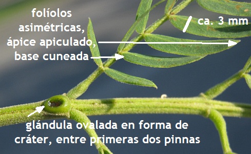 leucaena-leucocephala-detalle1.jpg