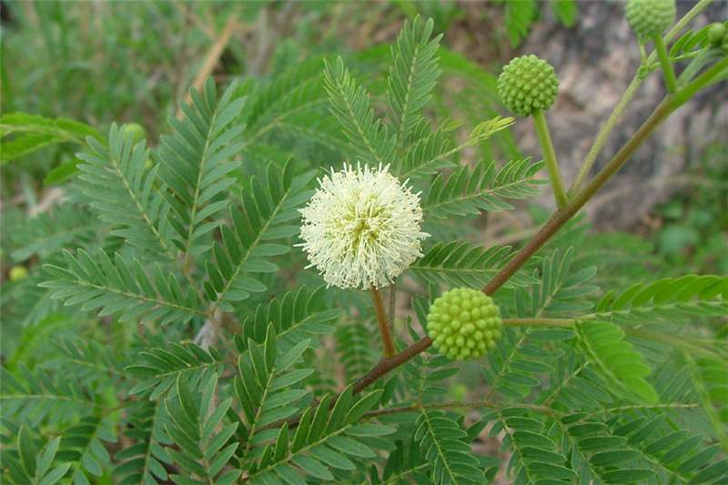 leucaena_leucocephala2.jpg