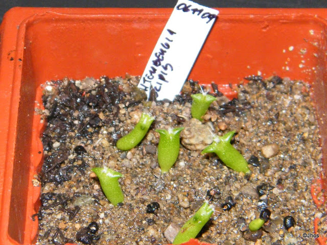 Leuchtenbergia%20principis%2020091126.jpg