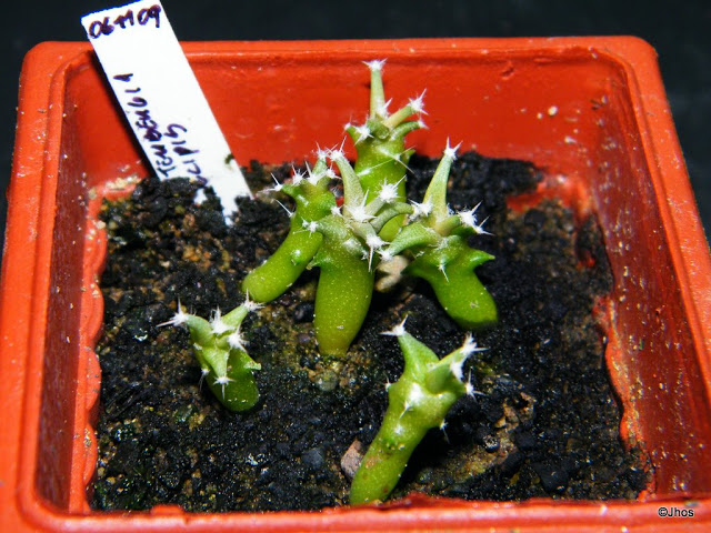 Leuchtenbergia%20principis%2020100111.jpg