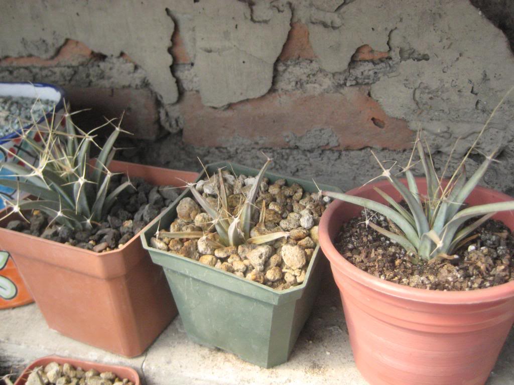 leuchtenbergiaprincipis.jpg