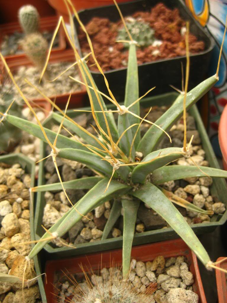 leuchtenbergiaprincipis.jpg