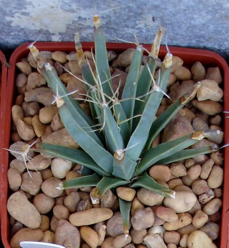 leuchtenbergiaprincipis06_2008.jpg