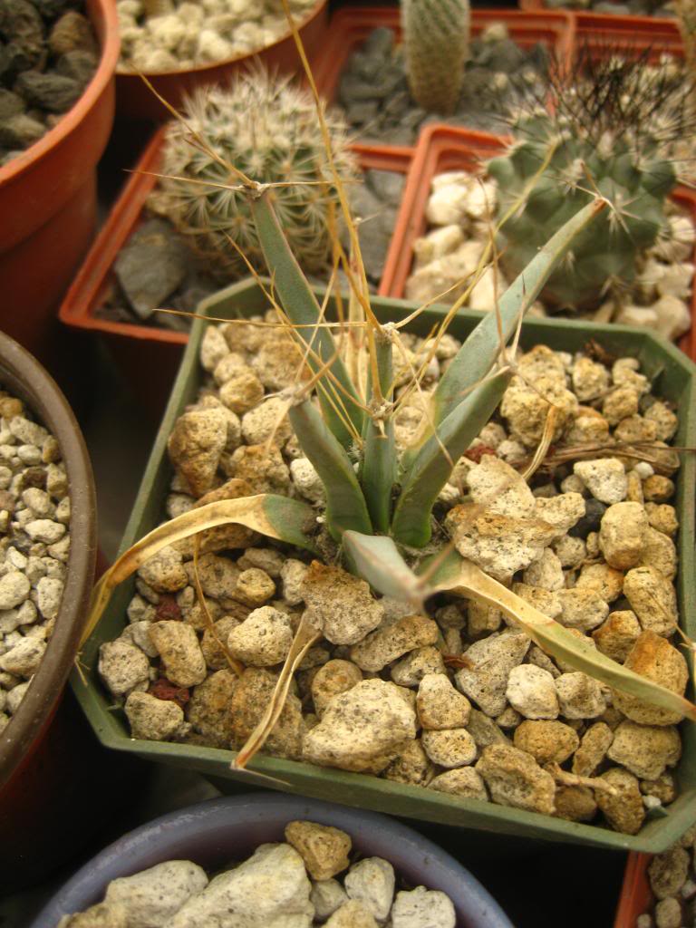 leuchtenbergiaprincipis2.jpg