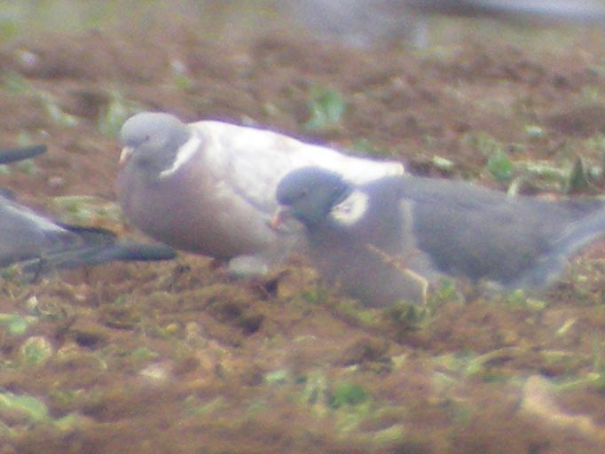 leucistic%20Woodpigeon,%20Docking%20-%20Brancaster,%2018-Dec-07%20(A8)%20L.JPG