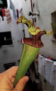 Leuco_X_Oreophylla.jpg