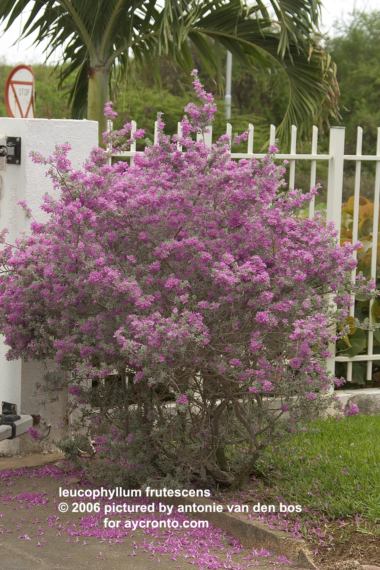 leucophyllum%20frutescens%2011%20AN%20juldrp.jpg