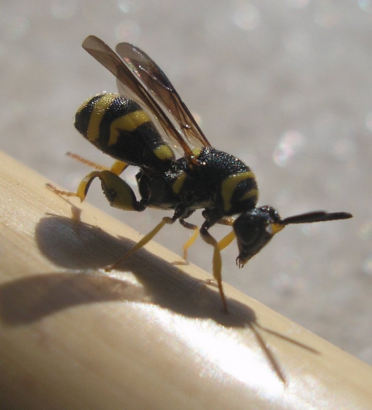Leucospis%20sp.jpg