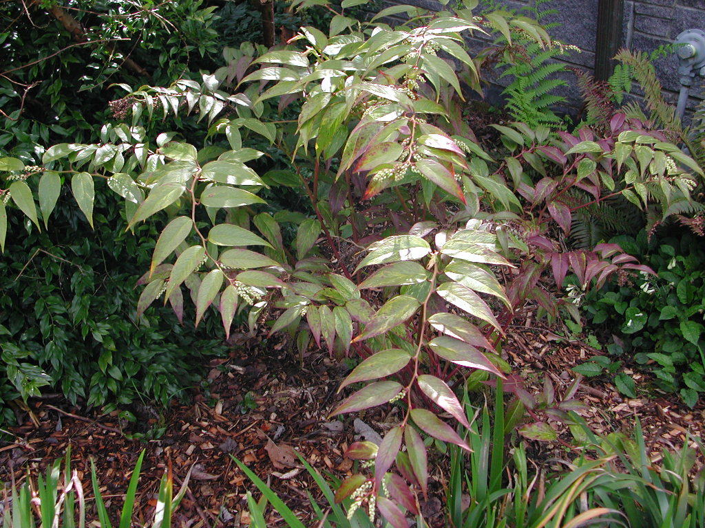 Leucothoe_fontanesiana_1_kb.jpg