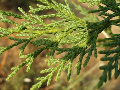 leylandii.JPG