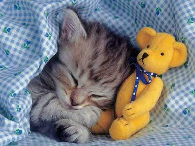 lg_sleeping_kitten.jpg