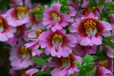 LI-flowers-0055b.jpg