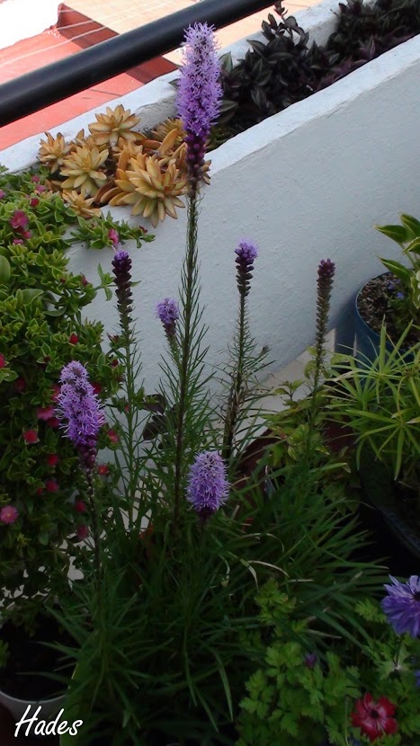 liatris+entera.jpg