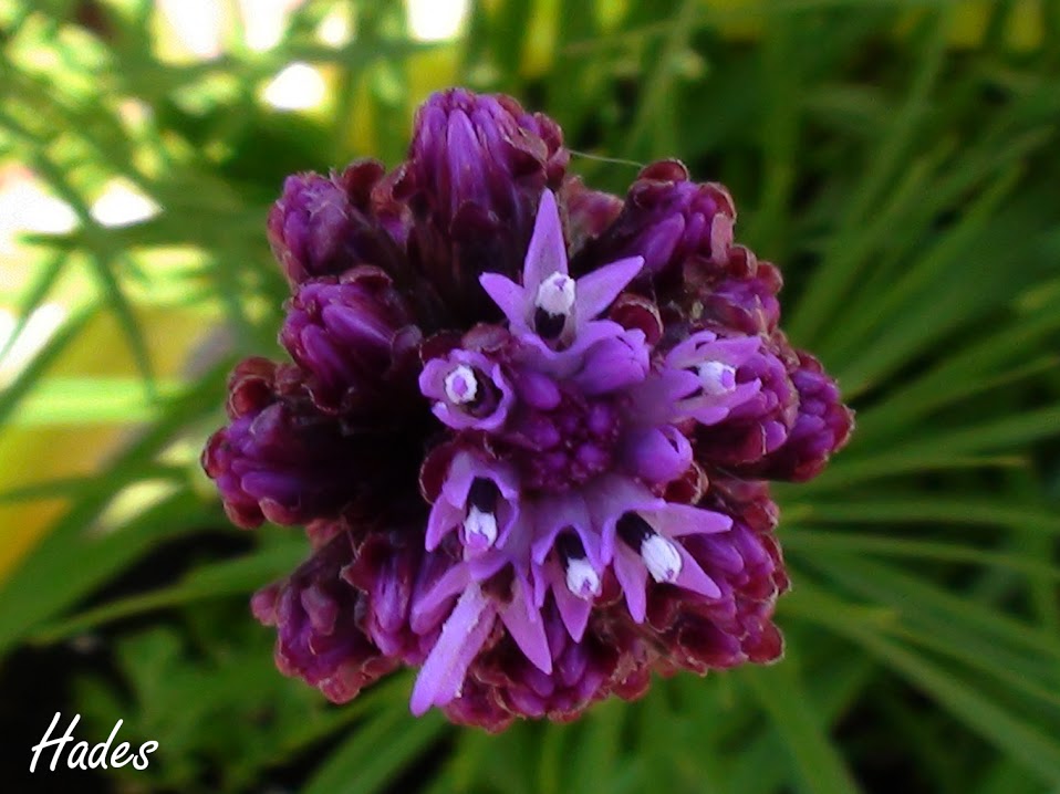 liatris.jpg