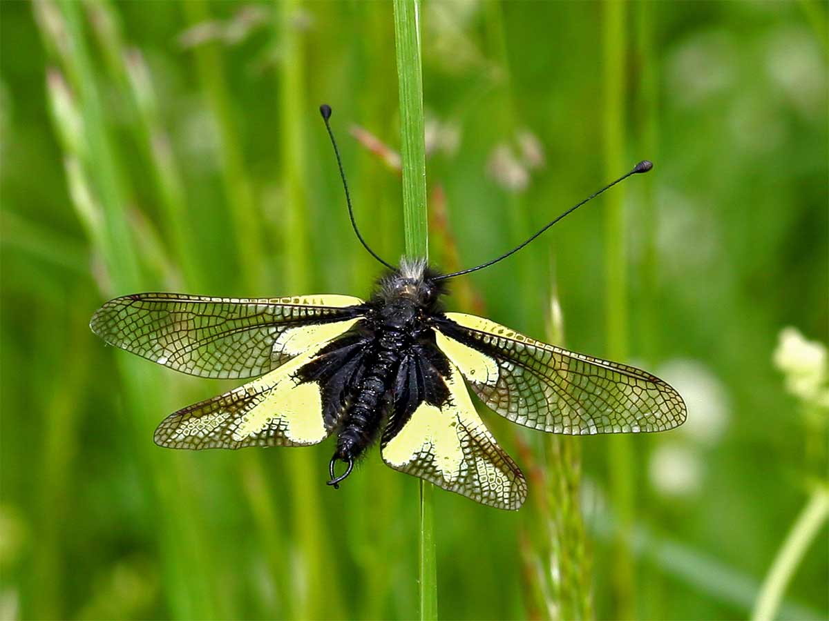 libelloides.jpg