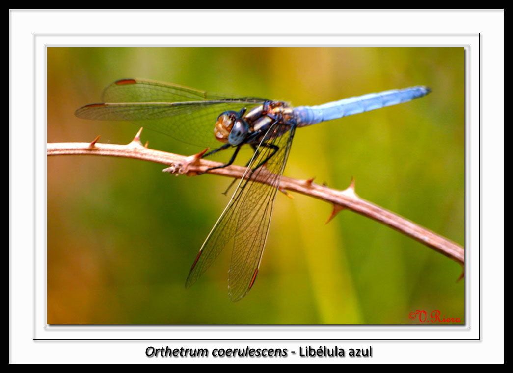 Libellulidae-Orthetrum_coerulescens-Lib%C3%A9lula_azul-0168.JPG