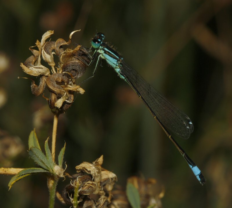 Libelula_4944.jpg