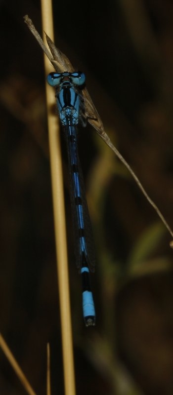 Libelula_4972.jpg