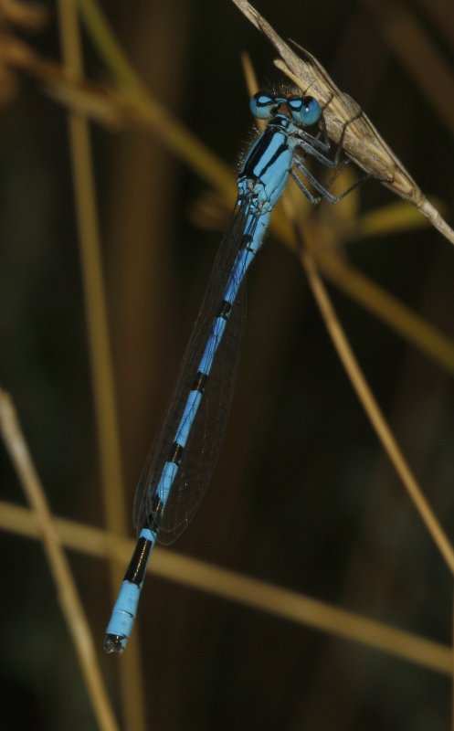 Libelula_4974.jpg