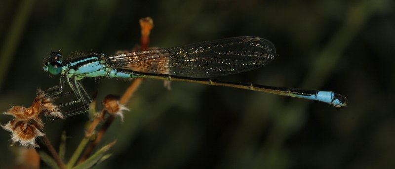 Libelula_5001.jpg