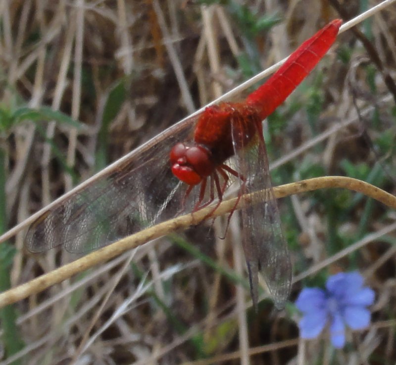 libelula_DSC00978.jpg