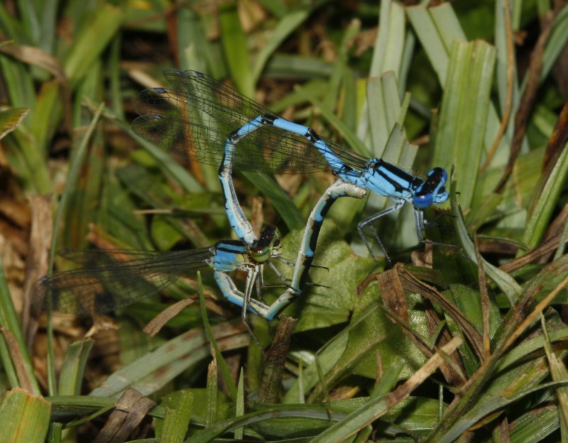 libelulas_7505.jpg