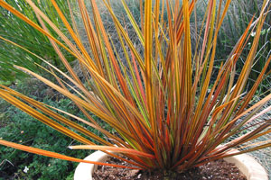 Libertia-Taupo-Blaze2.jpg