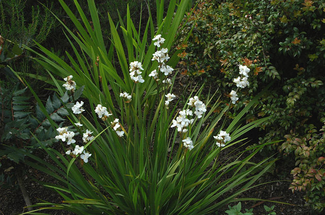 Libertia_grandiflora_msi3.jpg