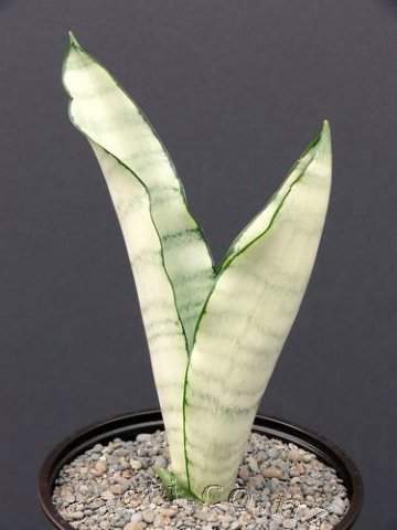 library-s-sansevieria-moonlight-1.sansevieria-moonlight.jpg