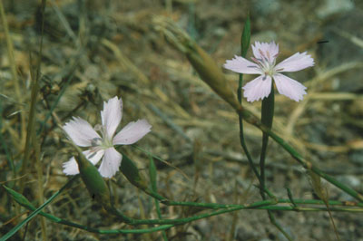 librow_027.jpg