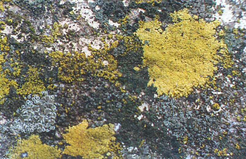 Lichen.jpg