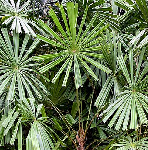 Licuala_peltata_peltata.jpg