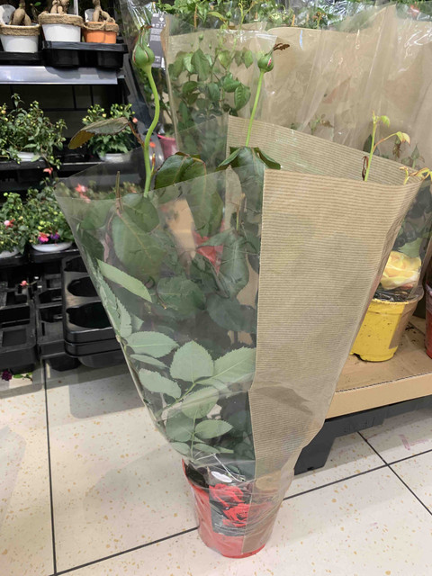lidl01.jpg