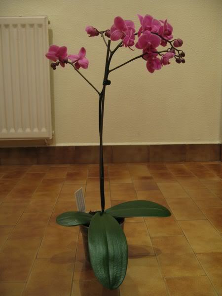 Lidl_dic003800x600.jpg
