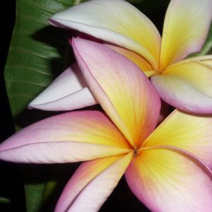 Light_color_flowers_by_lahiena.jpg