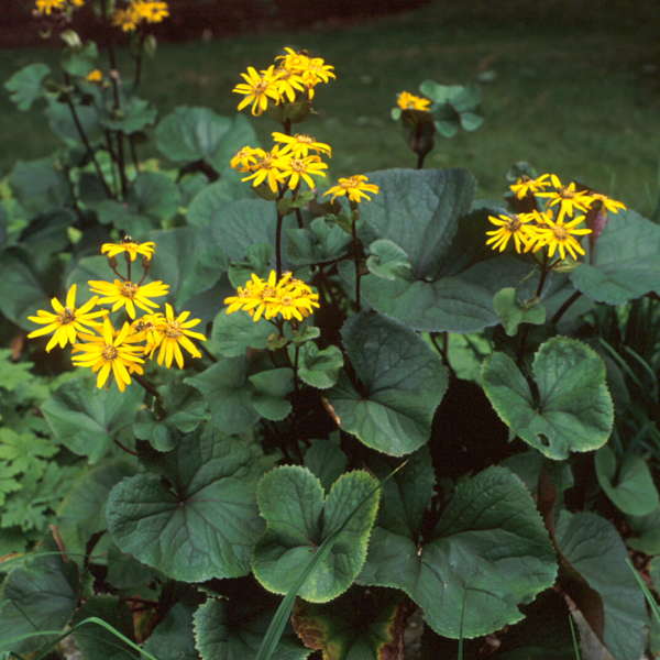 Ligularia.jpg