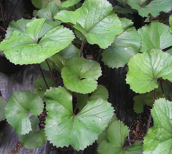 Ligularia-Othello2.jpg