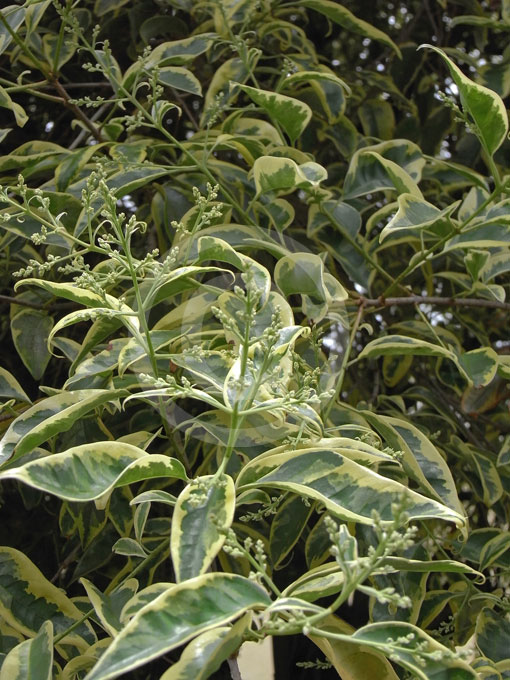Ligustrum-lucidum-Excelsum-Superbum-main.jpg
