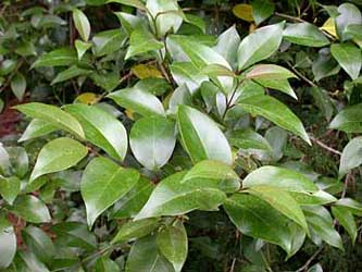 ligustrum-lucidum-hojas.jpg