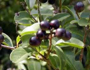 ligustrum-vulgare-frutos.jpg