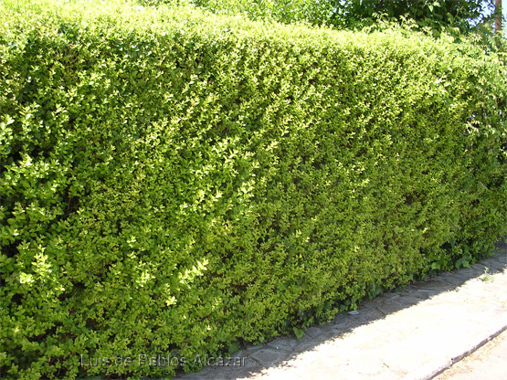 Ligustrum-vulgare.jpg