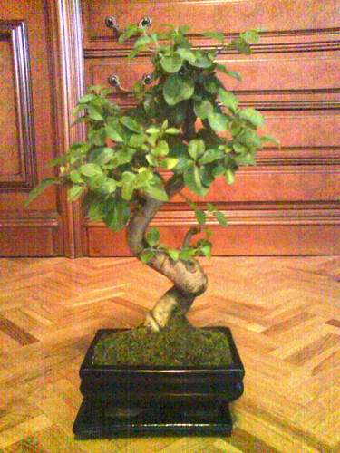 ligustrum1.jpg