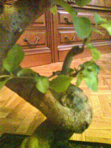 ligustrum2.jpg