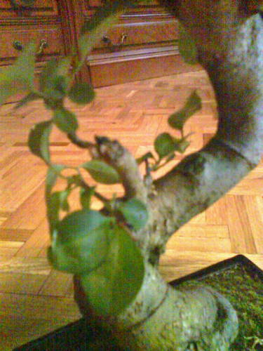 ligustrum3.jpg
