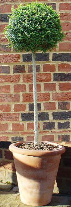 ligustrum_camelia_8.jpg