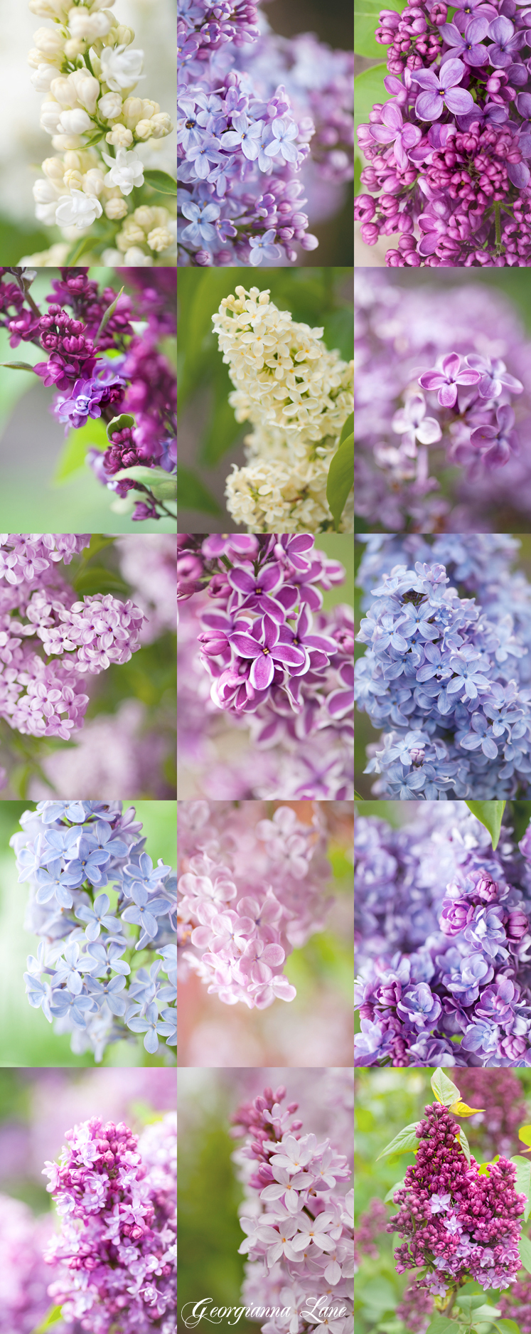 lilaccollage.jpg