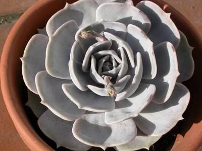 Lilacina.jpg